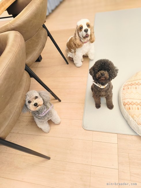 我が家の親犬たちは遺伝子検査オールクリアです‼｜小作　春菜(こさく　はるな)ブリーダー(千葉県・アメリカンコッカースパニエルなど・JKC登録)の紹介写真7
