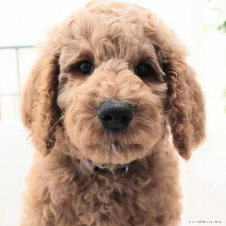 ID:2501-02418の子犬