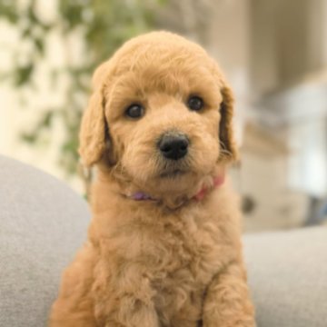 スタンダードプードル【千葉県・女の子・2024年11月29日・アプリコット】の写真「元気いっぱいマイペースな次女ちゃん♡」