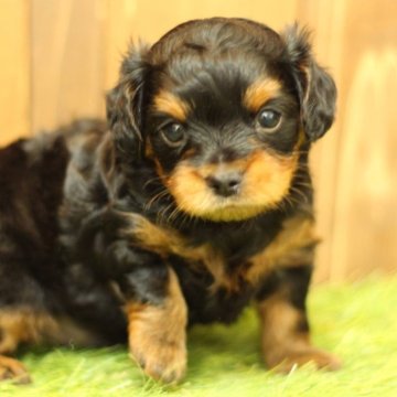 チワプー(チワワ×トイプードル)【千葉県・男の子・2024年5月21日・ブラックタン】の写真「好奇心旺盛で甘えん坊な短足くん☆」