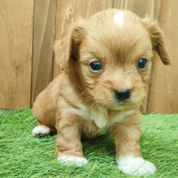 チワプー(チワワ×プードル)【千葉県・男の子・2023年5月9日・レッドアンドホワイト】の写真「短足イケメン兄弟の靴下履いてる四男くん♪」