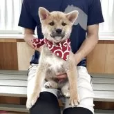 柴犬(標準サイズ)