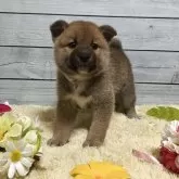 柴犬(標準サイズ)