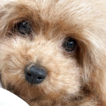 トイプードル(タイニー)【福岡県・男の子・2025年2月9日・レッドフォーン】の写真「小さいけど元気いっぱい🐩」