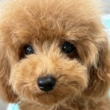 トイプードル(タイニー)【福岡県・男の子・2025年2月9日・レッドフォーン】の写真「小さいけど元気いっぱい🐩」