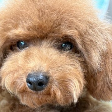 トイプードル(タイニー)【福岡県・男の子・2025年2月9日・レッドフォーン】の写真「抱っこされるとウットリ🐩」