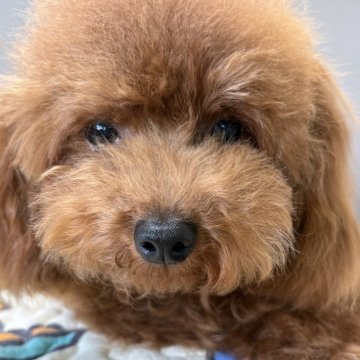 トイプードル(タイニー)【福岡県・男の子・2025年2月9日・レッドフォーン】の写真「抱っこされるとウットリ🐩」