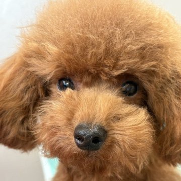 タイニープードル【福岡県・男の子・2025年2月9日・レッドフォーン】の写真「抱っこされるとウットリ🐩」