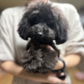 トイプードル(タイニー)【福岡県・男の子・2025年3月31日・ブラック】の写真「モコモコな男の子👦」