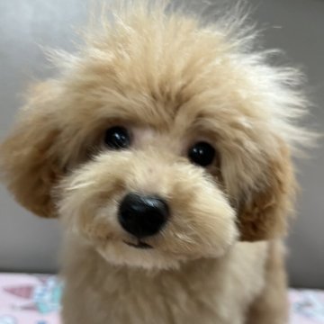 トイプードル(タイニー)【福岡県・女の子・2024年9月3日・オレンジフォーン】の写真「おっとりさんな女の子🐩」