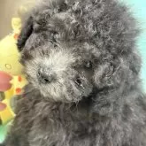 タイニープードル