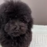 タイニープードル【福岡県・男の子・2025年3月31日・ブラック】の写真4