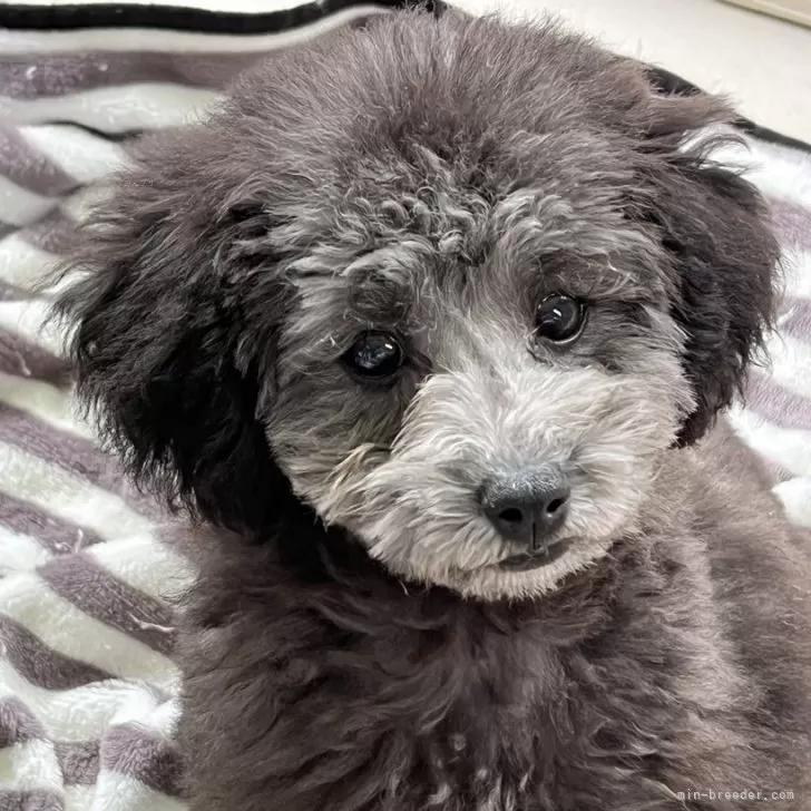 ID：2404-04077の子犬