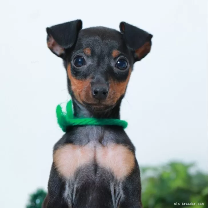 いま 様のお迎えした子犬