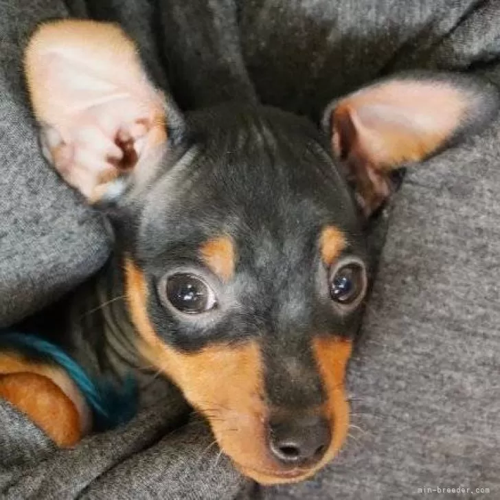 ミニピンパール 様のお迎えした子犬