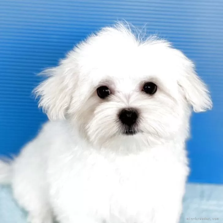 eee 様のお迎えした子犬