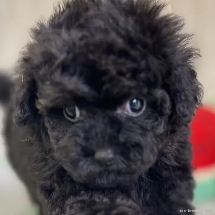 ID：2412-05916の子犬