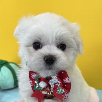 マルチーズ【福岡県・女の子・2024年9月24日・ホワイト】の写真「ふわふわもこもこ」