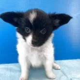 パピヨン