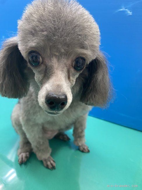 ティーカッププードル【・女の子・2020年8月6日・シルバー】