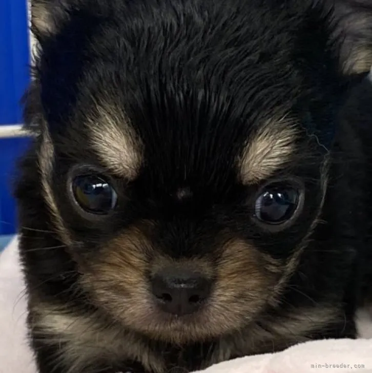 ID:2304-00435の子犬