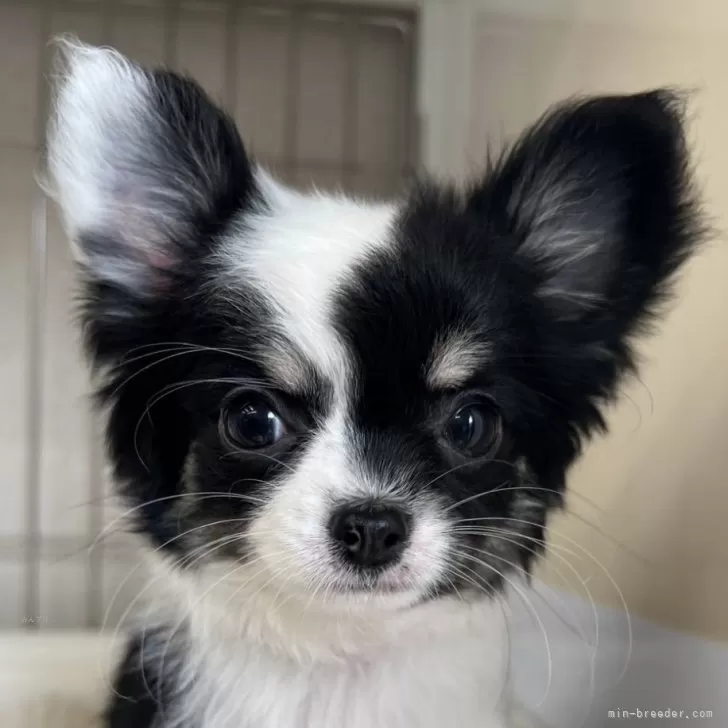 ID:2311-06369の子犬
