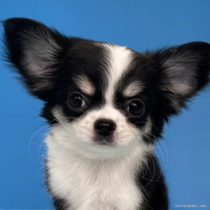 ちーママ 様のお迎えした子犬