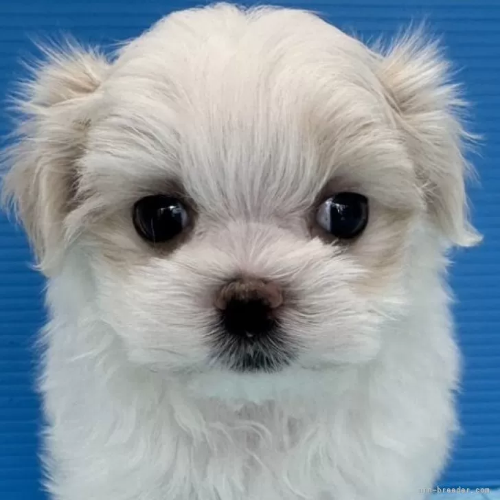 ID:2403-05475の子犬