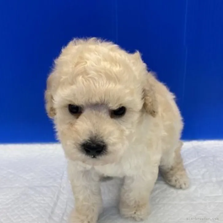 ID：2303-03311の子犬