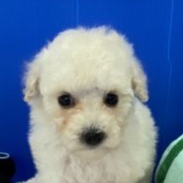 トイプードル(タイニー)【福岡県・女の子・2023年2月4日・ホワイトアンドクリーム】の写真「小ぶりに仕上がりそうな予感」