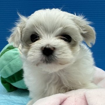 マルチーズ【福岡県・女の子・2024年2月16日・ホワイト】の写真「おめめのくりくりの子」