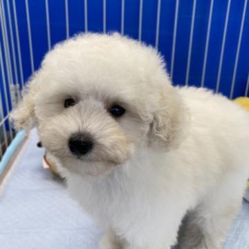 トイプードル(タイニー)【福岡県・女の子・2022年6月13日・ホワイト】の写真「はじめて子犬との生活をされる方に‼️」