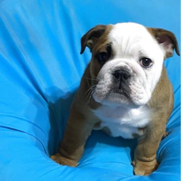 中国のペキニーズの子犬を探す｜ブリーダー直販の子犬販売