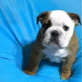 ブルドッグ
