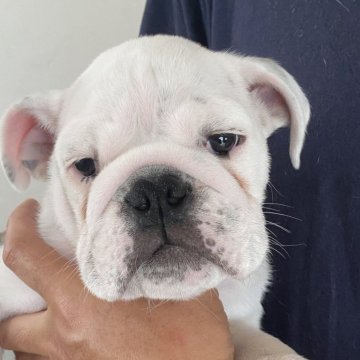 ブルドッグ【山口県・男の子・2024年4月13日・ホワイト&ブリンドル】の写真「元気いっぱい好奇心溢れる男の子」