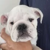ブルドッグ【山口県・男の子・2024年4月13日・ホワイト&ブリンドル】の写真1