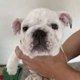 ブルドッグ【山口県・男の子・2024年4月13日・ホワイト】の写真1