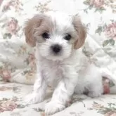 ミックス(マルチーズ×キャバリア)【愛知県・男の子・2025年3月13日・ホワイト&クリーム】の写真1「やさしいお色のもこもこな可愛い子です♪」