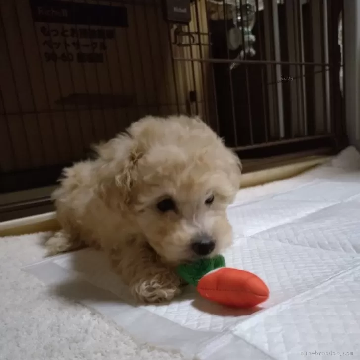 ID:2411-05596の子犬