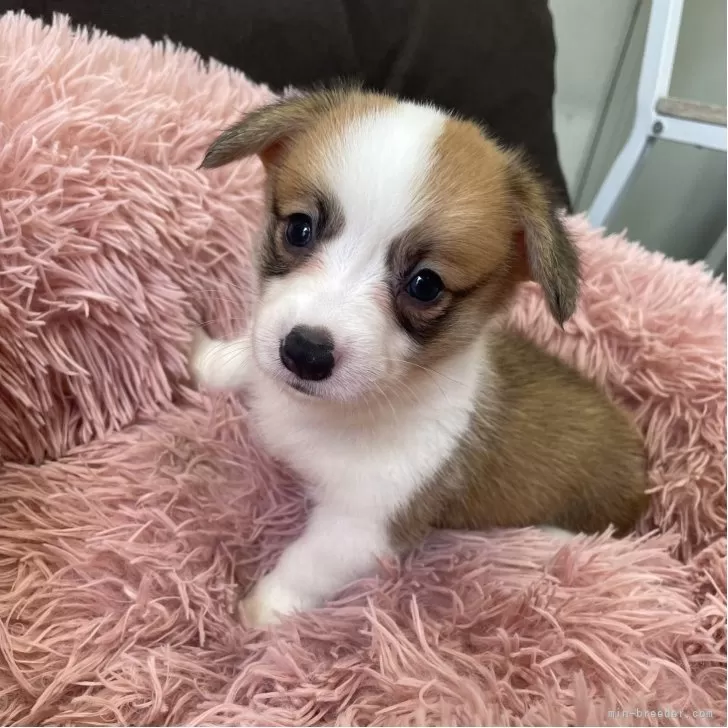 ID：2506-02638の子犬