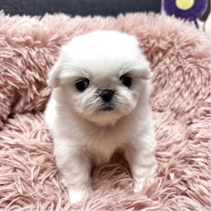 ID:2505-02602の子犬