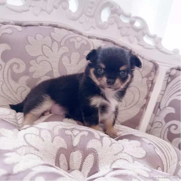 ID:2507-08264の子犬