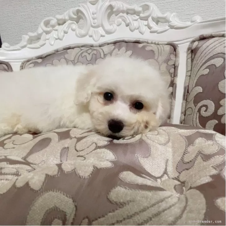 ID:2507-07096の子犬
