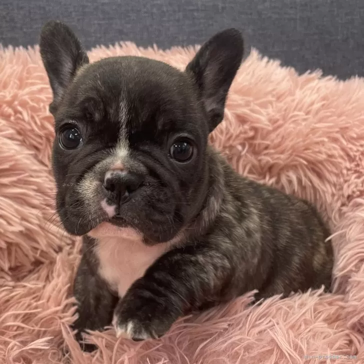 ID：2502-05830の子犬