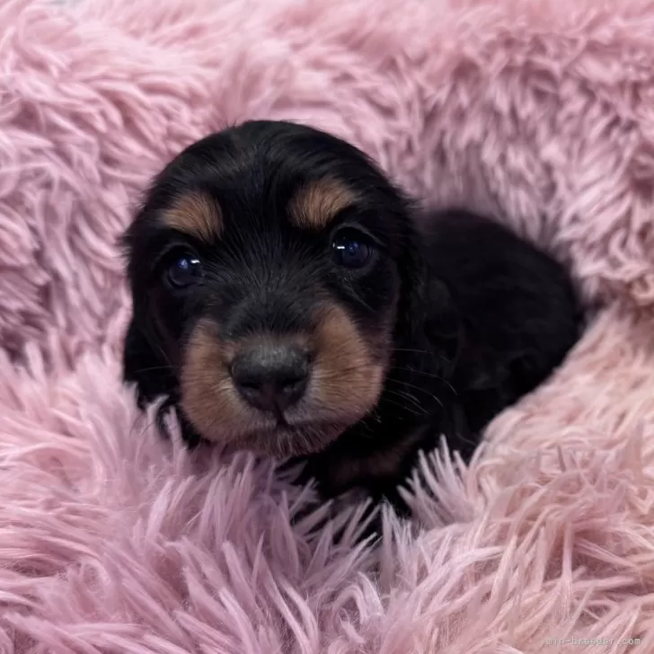 ID：2412-06128の子犬