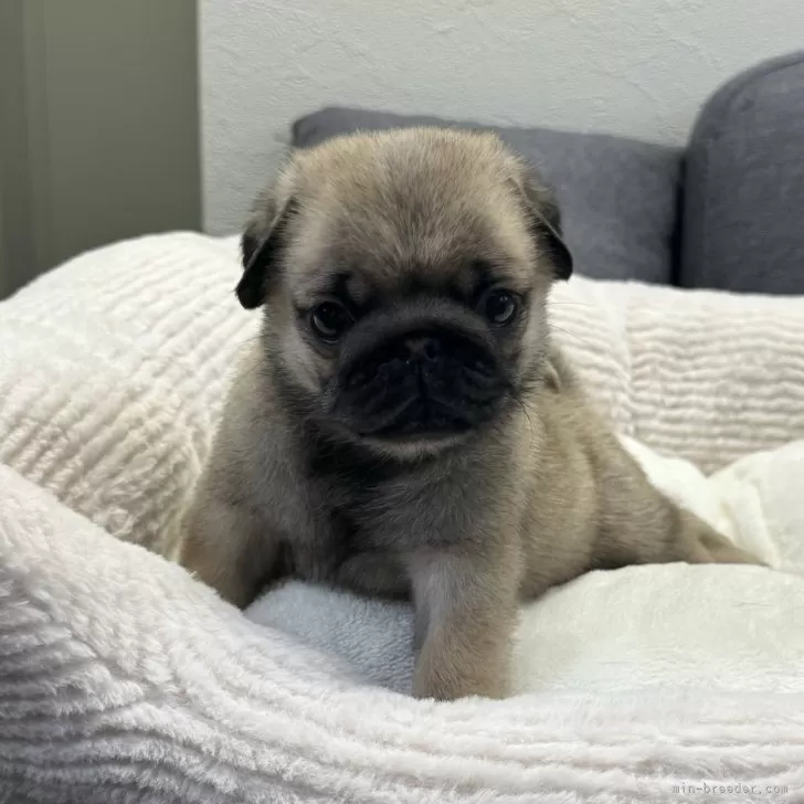 ID:2503-02816の子犬