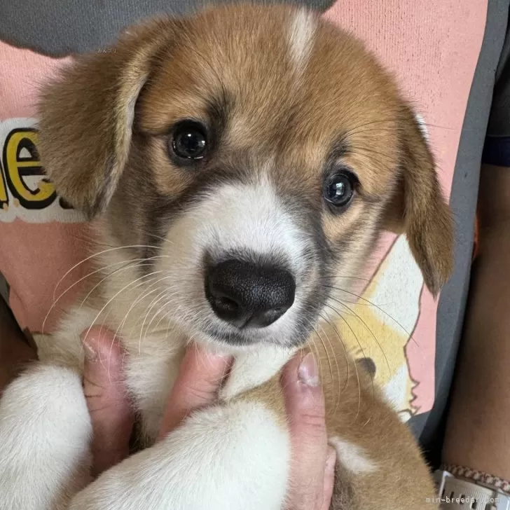 ID:2506-05434の子犬