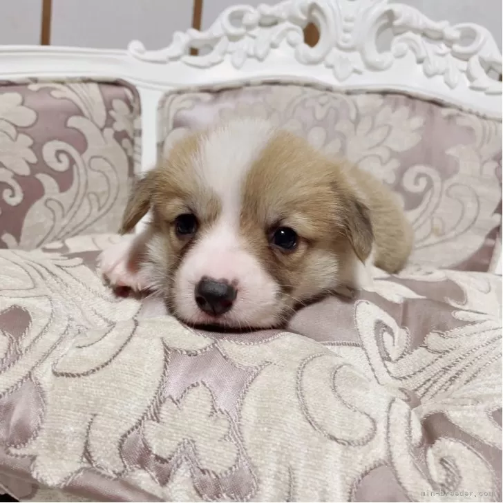 ウェルシュ・コーギー・ペンブローク【香川県・女の子・2025年10月1日・レッドアンドホワイト】の写真1