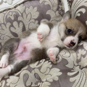 ウェルシュ・コーギー・ペンブローク【香川県・男の子・2025年9月24日・レッドアンドホワイト】の写真「血統良し！抜群の可愛さです。」