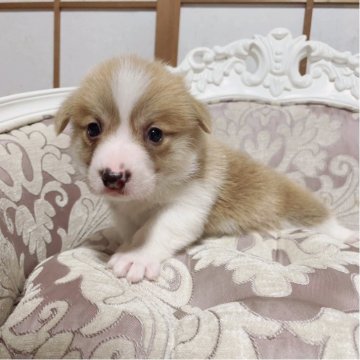 ウェルシュ・コーギー・ペンブローク【香川県・男の子・2025年10月1日・レッドアンドホワイト】の写真「めちゃくちゃ可愛い兄妹です！鼻は黒くあがります。」